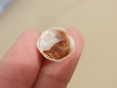 Bostrycapulus pritzkeri