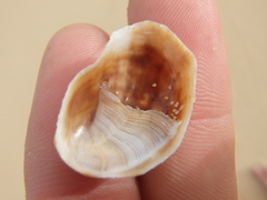 Bostrycapulus pritzkeri