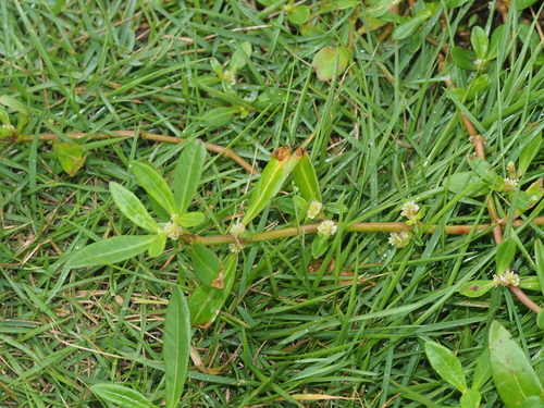 Sessile Joyweed