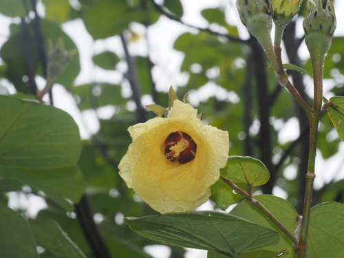 sea hibiscus