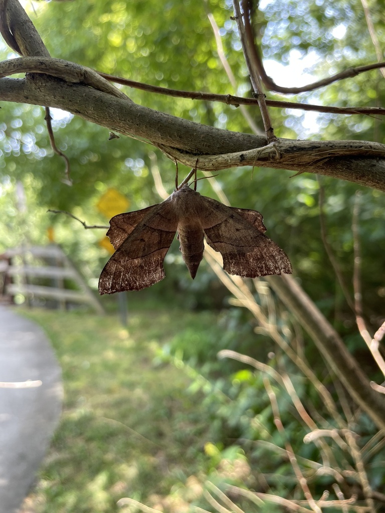 Amorpha in August 2023 by crod · iNaturalist