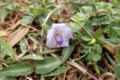 Ruellia repens