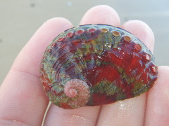 Haliotis coccoradiata