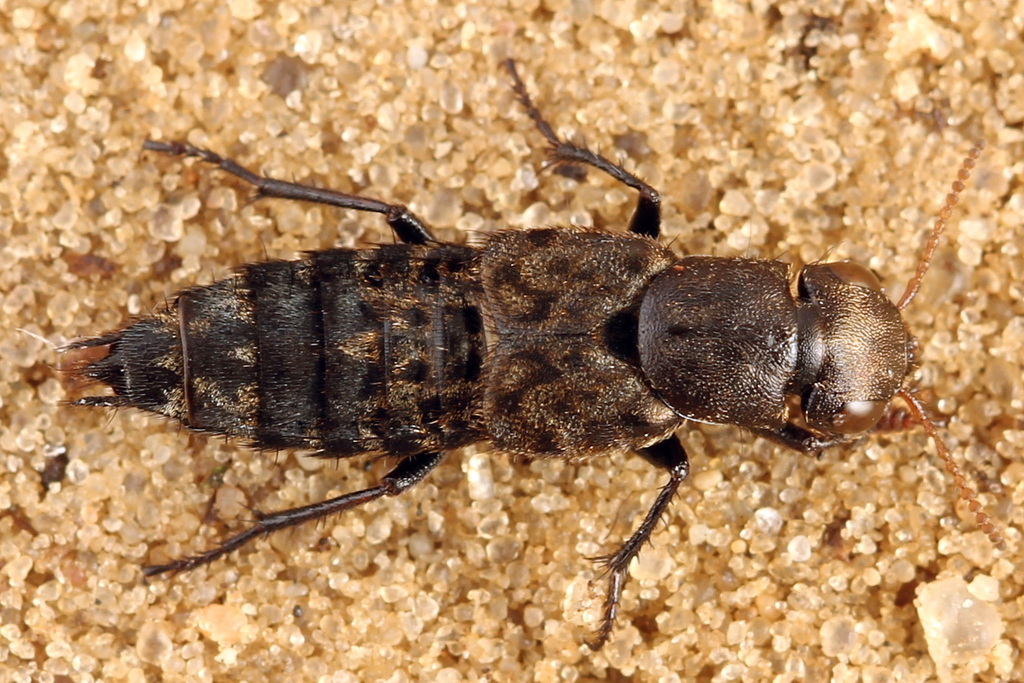 greyish chequered rove beetle
