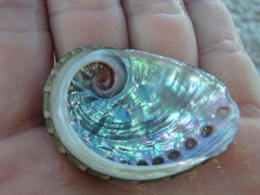 Haliotis coccoradiata