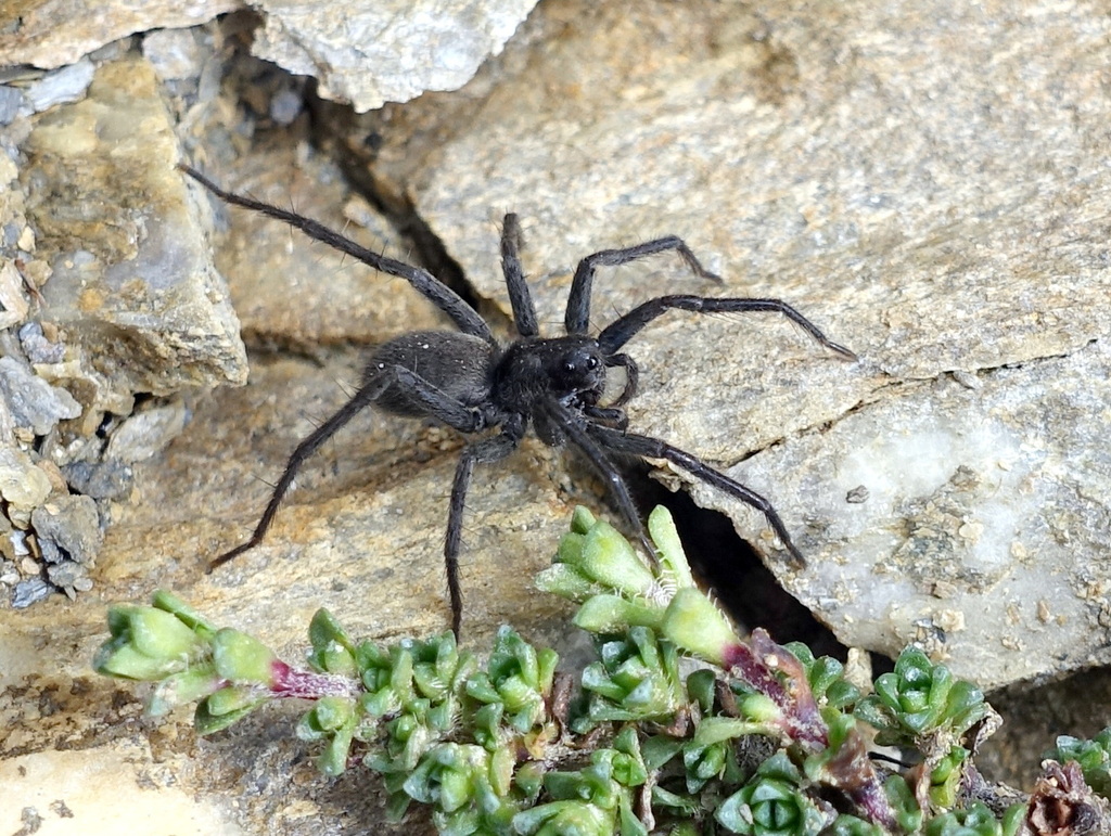Acantholycosa pedestris
