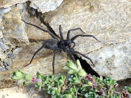 Acantholycosa pedestris