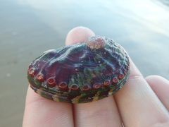 Haliotis coccoradiata