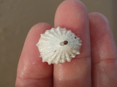 Scutellastra peronii