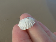 Scutellastra peronii