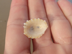 Scutellastra peronii