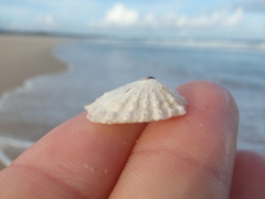 Scutellastra peronii