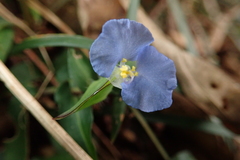 Commelina auriculata