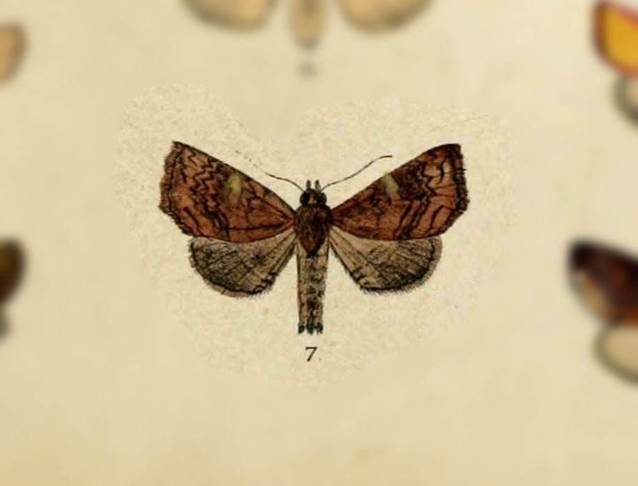 Phlogophora sinuosa