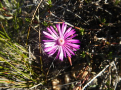 Lampranthus aduncus