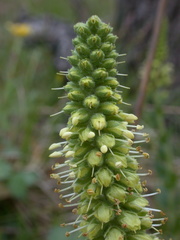Veronica bullii
