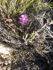 Lampranthus aduncus