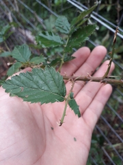 Rubus pinnatus
