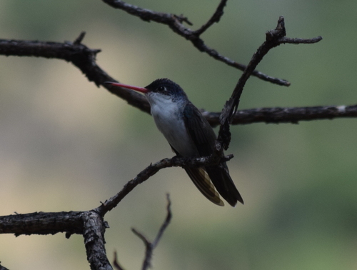 Violet-crowned Hummingbird (Ramosomyia violiceps), a species recorded in Arizona