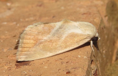 Arcyophora