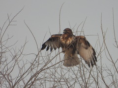 Buteo