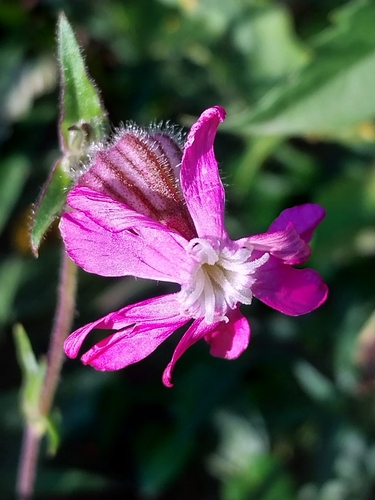 Silene dioica