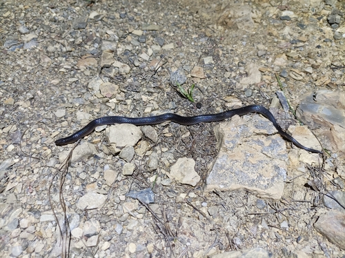 Mesa del Sur Earth Snake