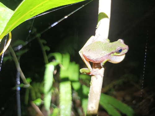 Hazel's Treefrog, Sarcohyla hazelae