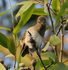 Green-Backed Honeybird photo 3