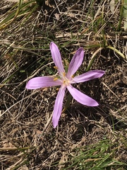 Colchicum bulbocodium