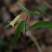 Sessile Bellwort - Photo (c) Jason M Crockwell, some rights reserved (CC BY-NC-ND), uploaded by Jason M Crockwell