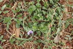 Ruellia repens