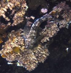 Lepidoblennius marmoratus
