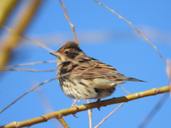 Emberiza pusilla