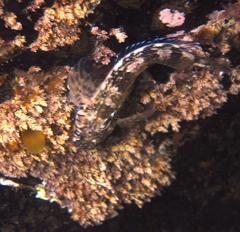 Lepidoblennius marmoratus