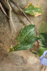 Commelina auriculata
