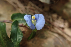 Commelina auriculata