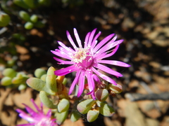 Leipoldtia schultzei