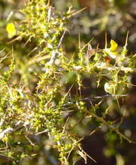 Aspalathus acuminata acuminata