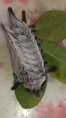 Megalopyginae