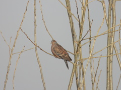 Streptopelia orientalis