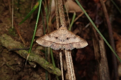 Hypospila bolinoides