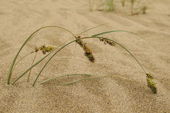 Carex sabulosa