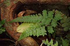 Christella ensifera