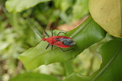 Cutocoris russatus