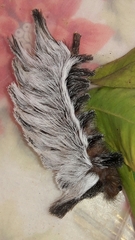 Megalopyginae