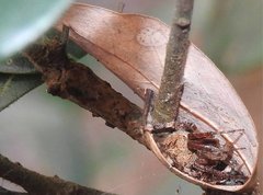 Neoscona menghaiensis