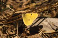 Colias fieldii