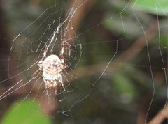 Neoscona menghaiensis