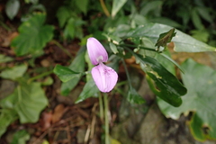 Dicliptera tinctoria